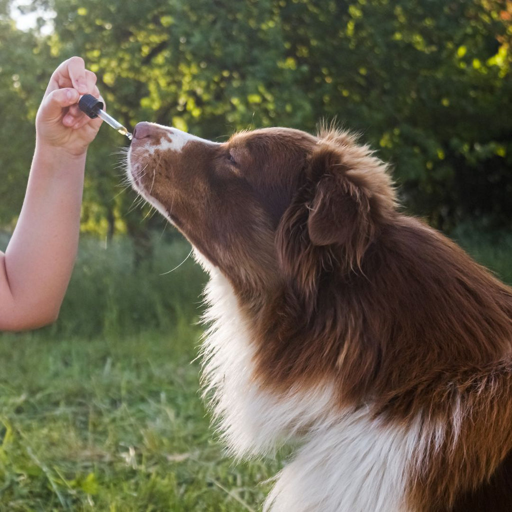 CBD für Hunde kaufen: Alles, was Sie wissen müssen