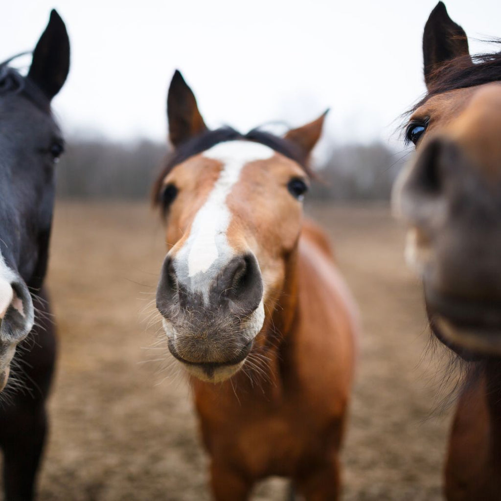 CBD Öl für Pferde: Weniger Stress & Schmerzen