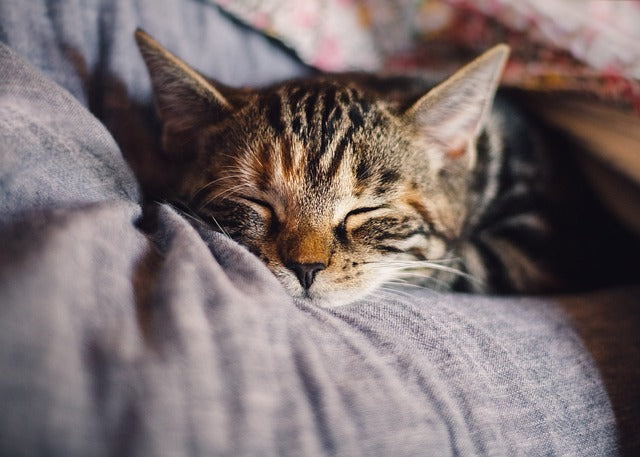 CBD für Katzen: Natürliche Unterstützung für Ihre pelzigen Begleiter