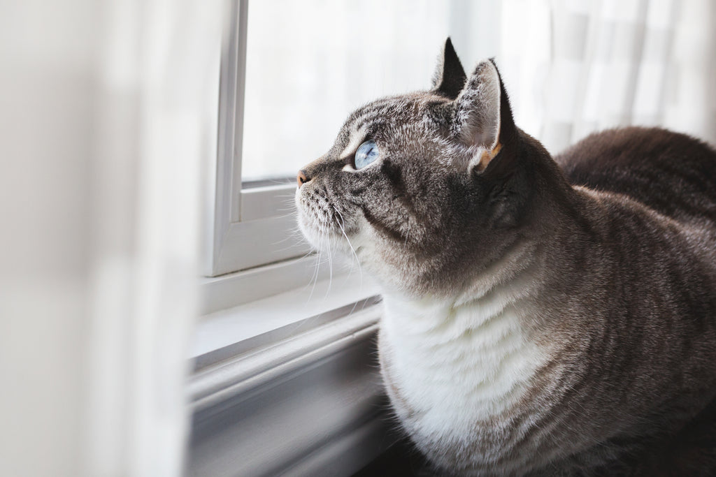 blue-eyed-cat-daydreams - VETRAPHARM