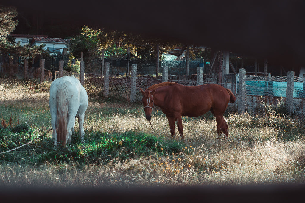horses-seen-through-farm-fence - VETRAPHARM