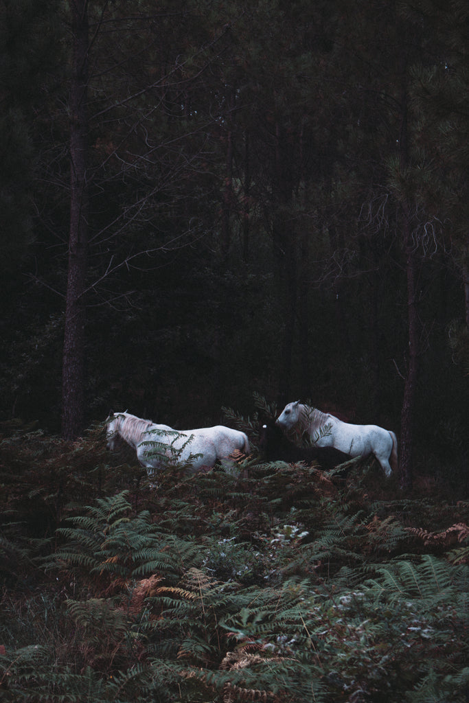 white-horses-in-a-lush-forest - VETRAPHARM