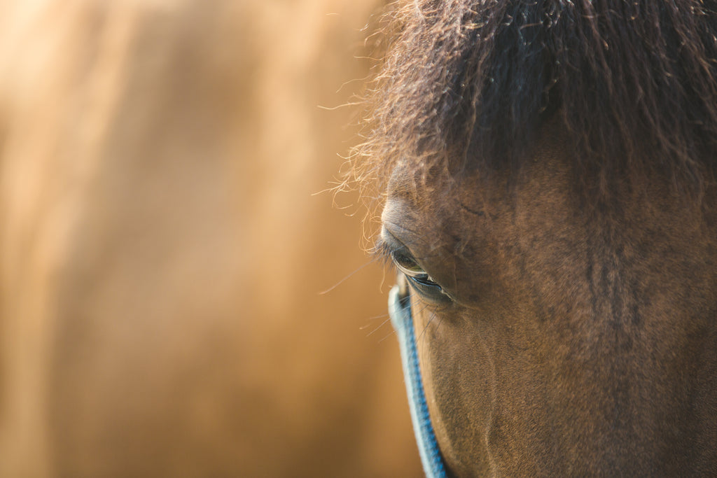 horse-eye-close-up - VETRAPHARM