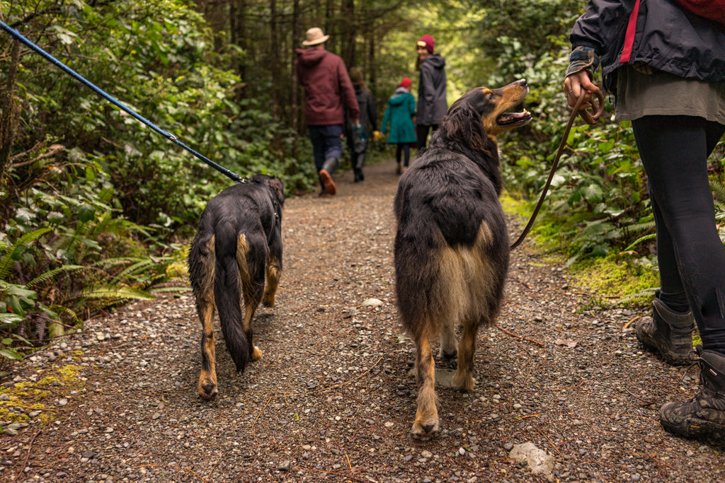 two-dogs-loving-life-as-they-hike-through-woods - VETRAPHARM